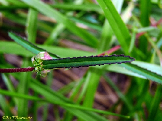 {Sida elliottii}